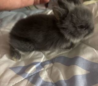 miniature