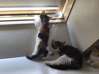 miniature