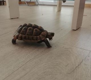 miniature