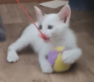 miniature