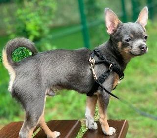 miniature