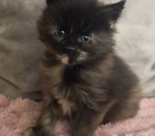 miniature