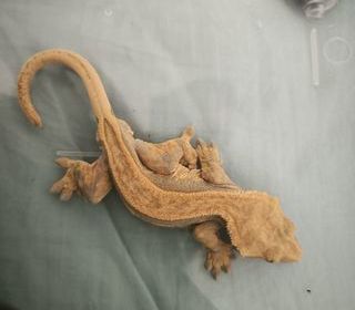 miniature