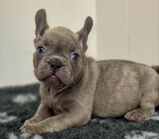 miniature