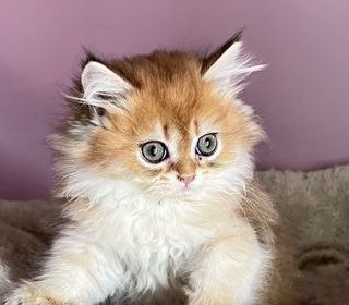 miniature