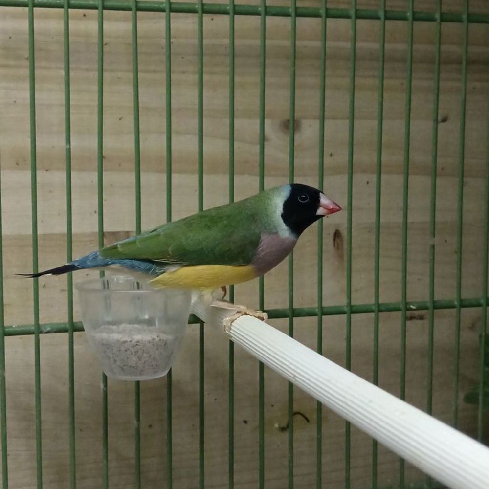 Photo