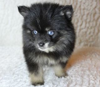 miniature