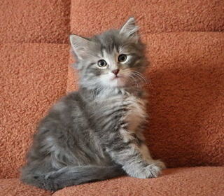 miniature