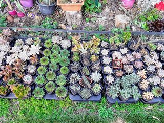 miniature