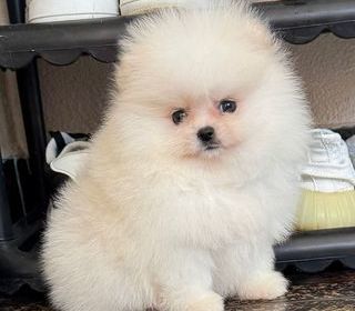 miniature