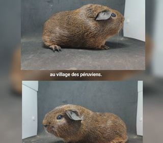 miniature