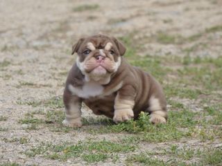 miniature