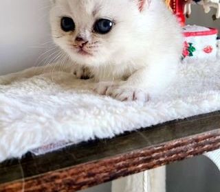 miniature