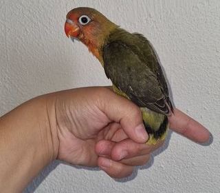 miniature