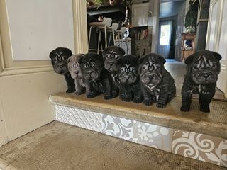 miniature