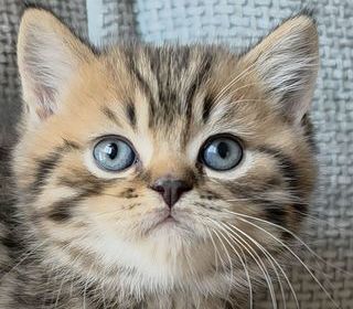 miniature