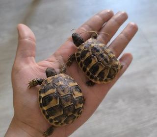 miniature