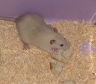 miniature