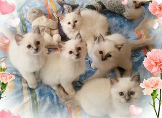 miniature