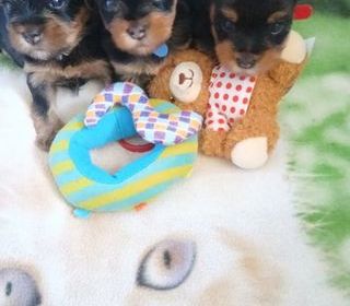miniature