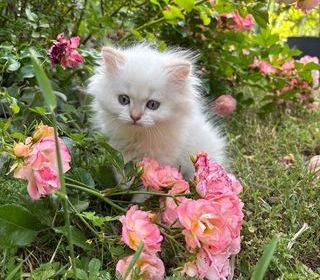 miniature