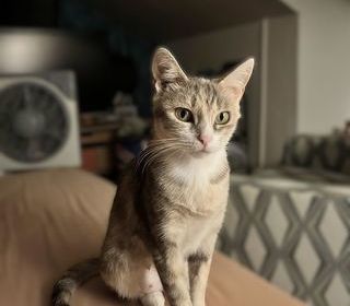 miniature