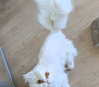miniature