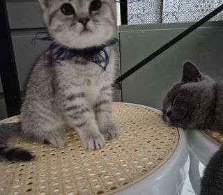 miniature
