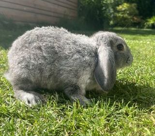 miniature