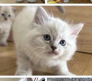 miniature