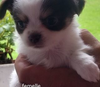 miniature
