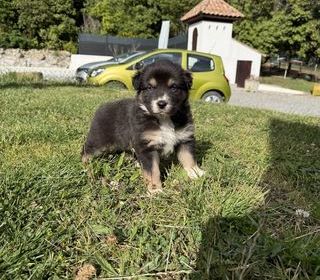 miniature