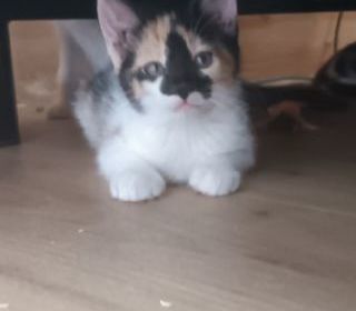 miniature