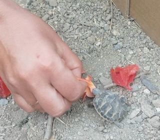 miniature