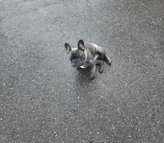 miniature