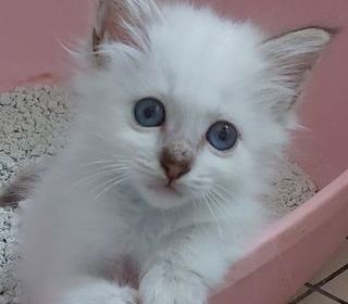 miniature