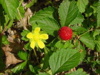 miniature