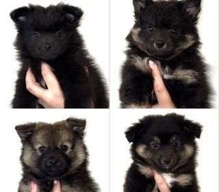miniature