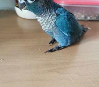 miniature