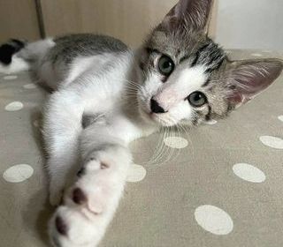 miniature