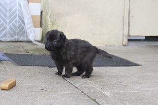 miniature