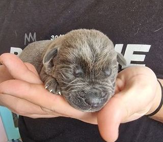 miniature