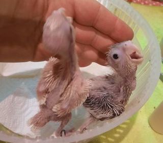 miniature