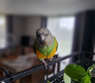 miniature