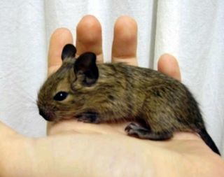miniature