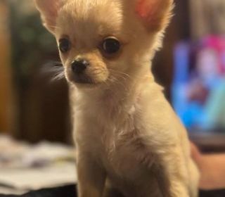 miniature