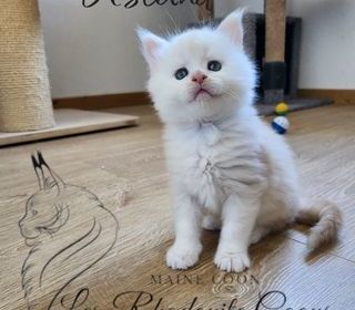 miniature