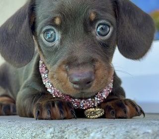 miniature