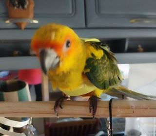 miniature
