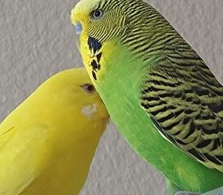 miniature